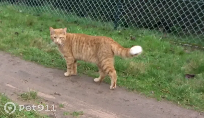 Chat roux perdu, pucé, Lingolsheim - photo