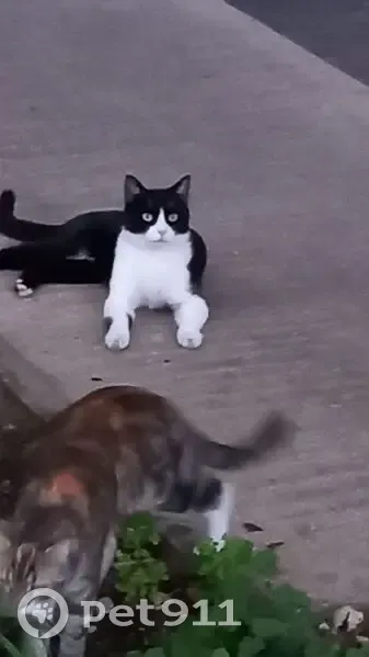 Chat noir et blanc perdu à Avon - photo