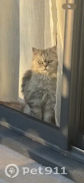 Chat gris perdu à Lairoux jeudi soir - photo