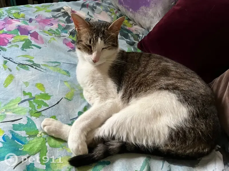 Chat trouvé, Paris (ff565620) - photo