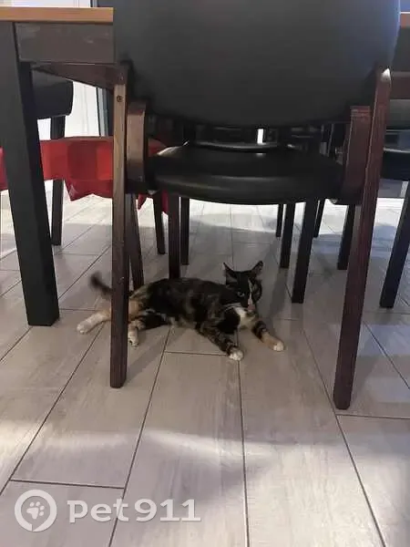 Chatte docile trouvée à Angers - photo