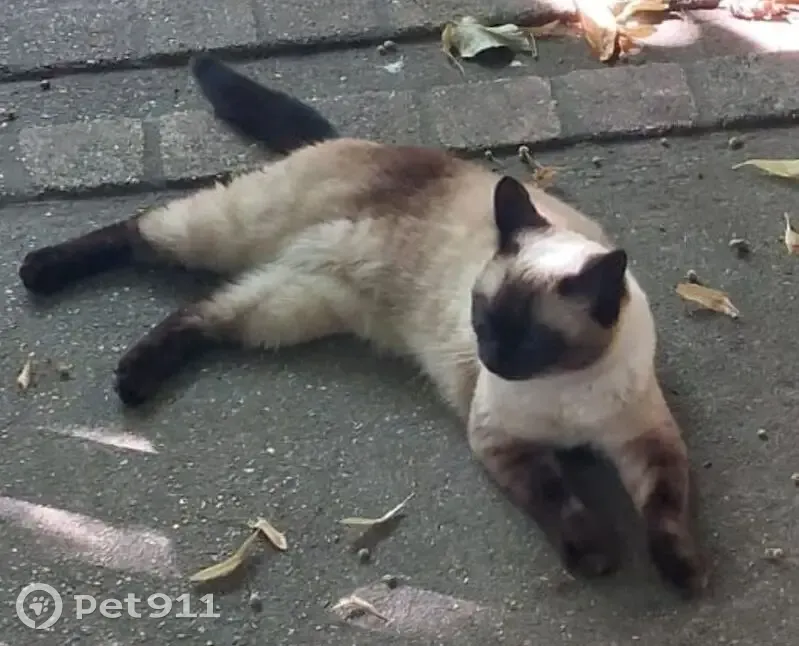 Chatte Nephtys disparue à Yerres - photo
