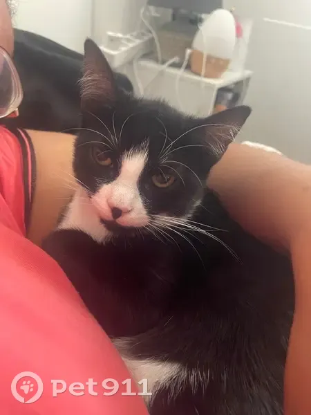 Chat perdu à Yerres : Luffy, noir et blanc - photo