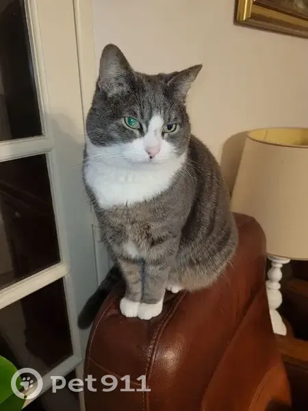 Chat perdu : gris tigré, blanc, Montesson - photo