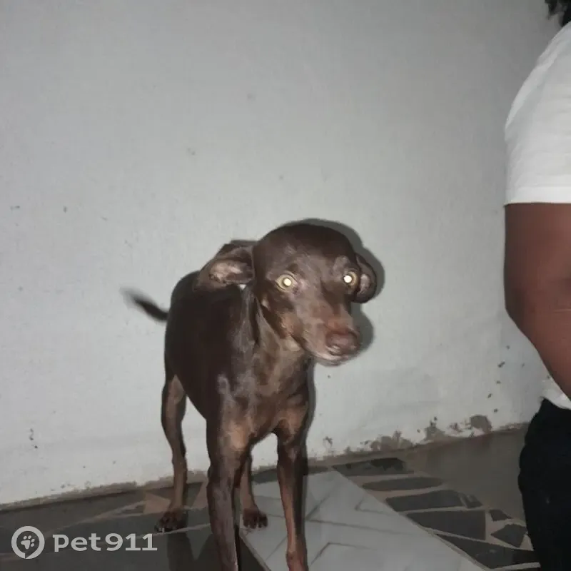 Cachorro perdido Fêmea (brl001450) - photo