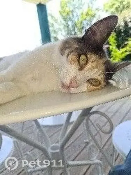 Chatte Européenne perdue à Arcangues - photo