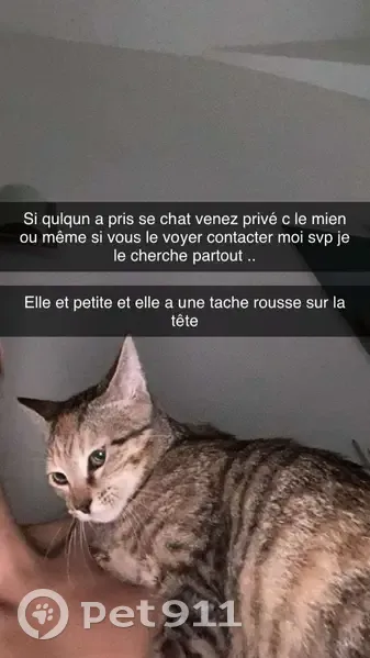 Chatte rayée perdue à Montluçon - photo