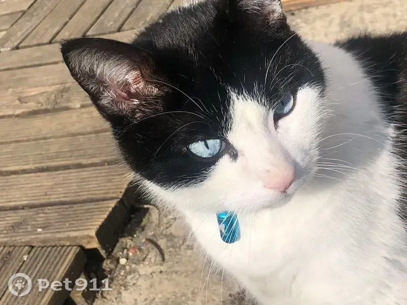 Chat noir et blanc perdu à Vallet - photo