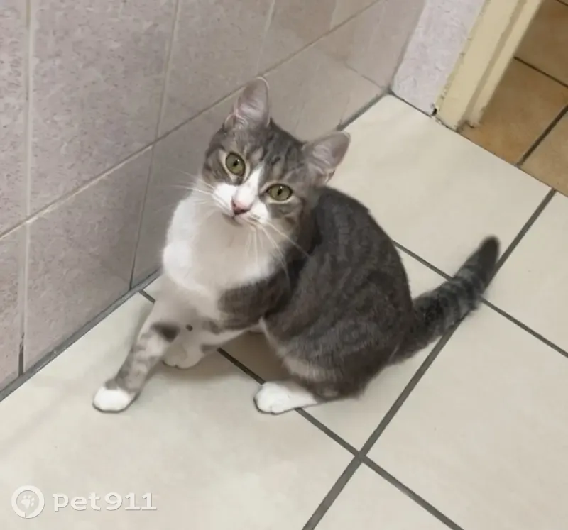 Chat Perdu à Bolbec : Nova, Grise et Blanche - photo