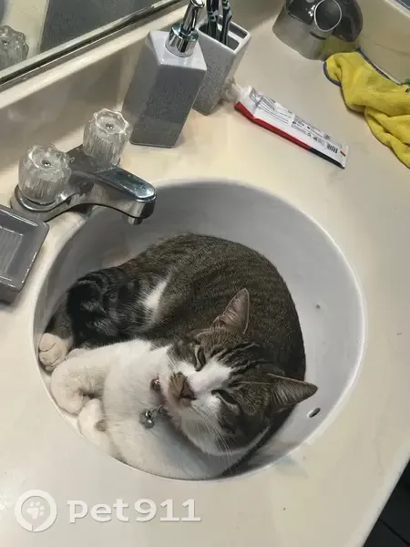 Lost Cat: White/Gray, Red Collar, Rosamond - photo