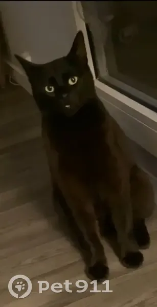 Chat perdu, Noir/Marron, Rue du Voyage 63 - photo