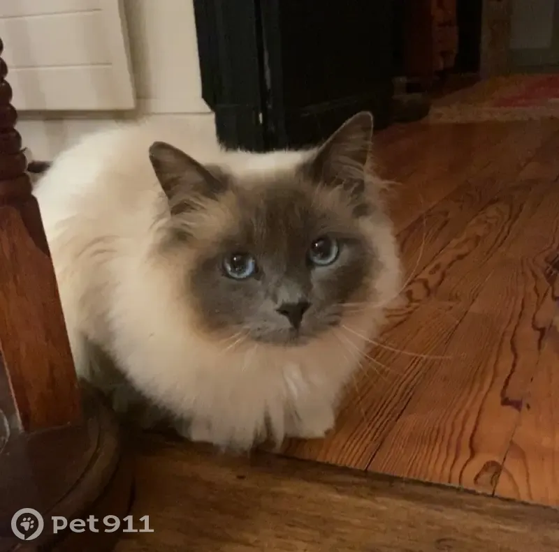 Chat perdu: blanc, museau/queue gris, yeux bleus - photo