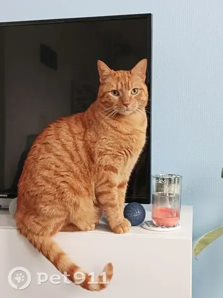 Chat perdu : Tigrou, grand, corpulence normale - photo
