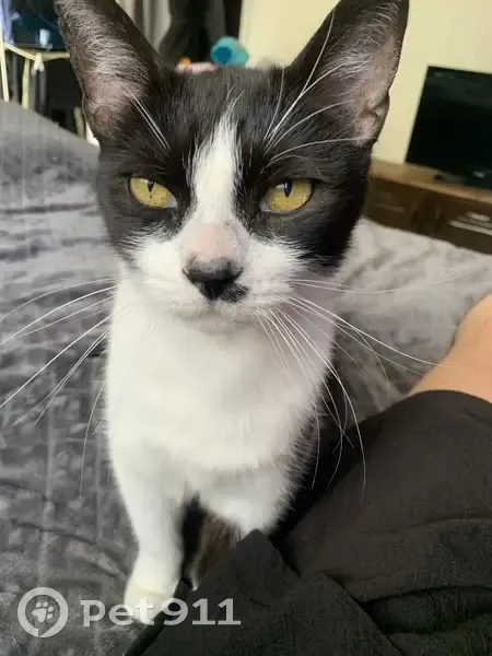 Chat noir et blanc perdu, oreille coupée - photo