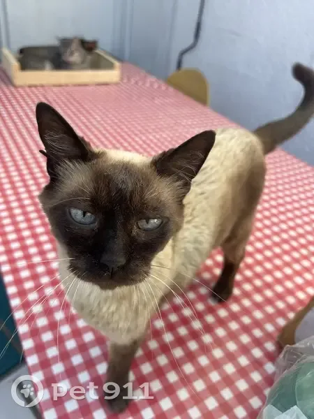 Kiki, chat perdue à Lunel, aide recherchée - photo