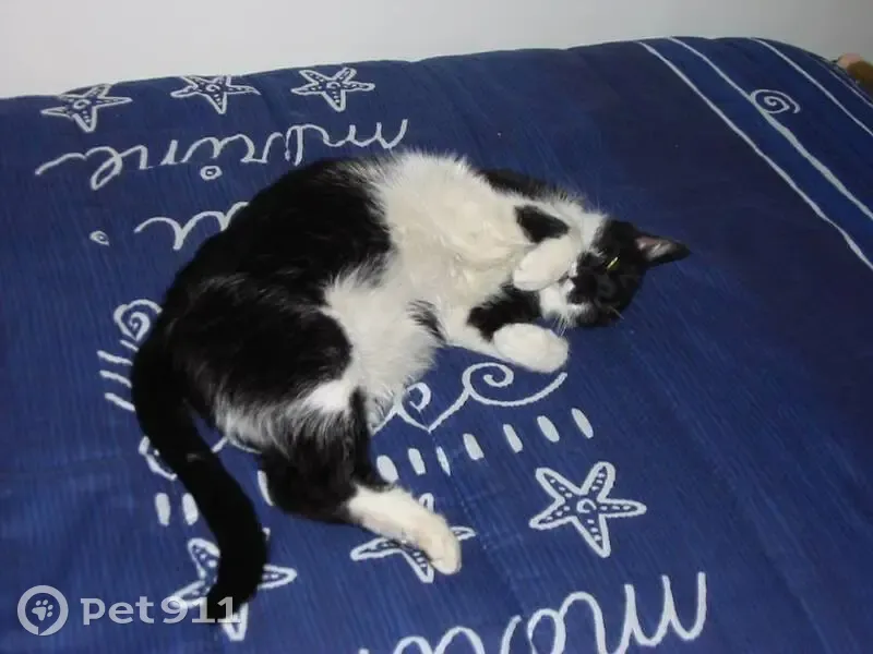 Chatte perdue à Cellettes, rue de la Varenne - photo