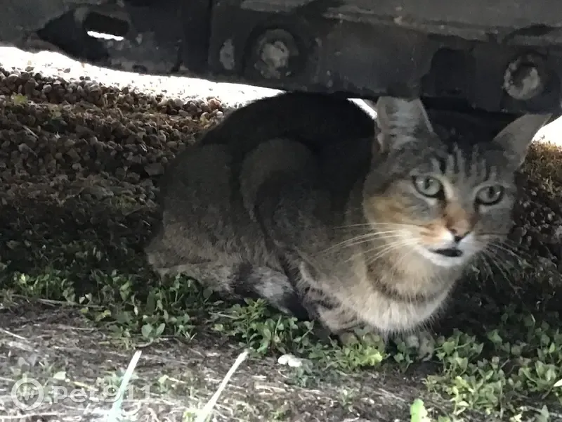 Chat tigré trouvé à Champniers - photo