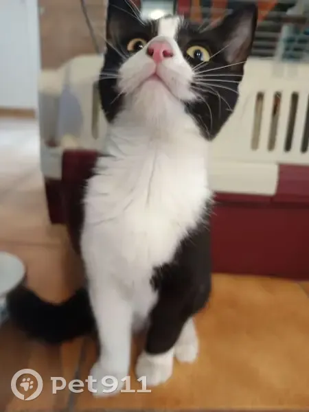 Chat noir trouvé, trait blanc sur la tête - photo