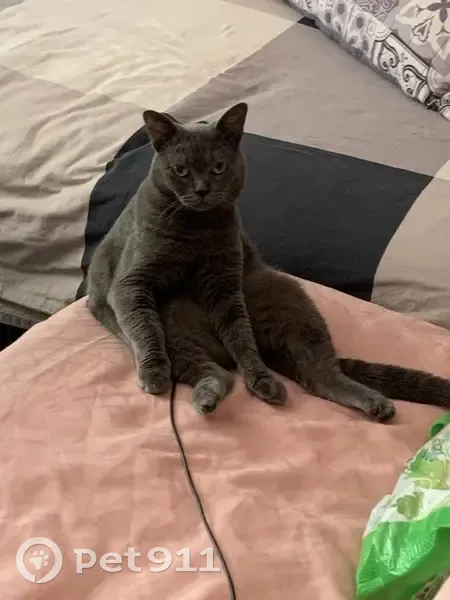 Chat gris perdu au Cannet, collier GPS - photo