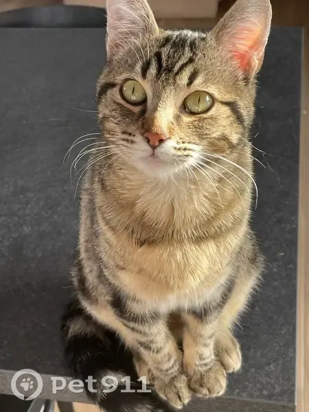 Chat perdu, miaulement unique, Ambres - photo