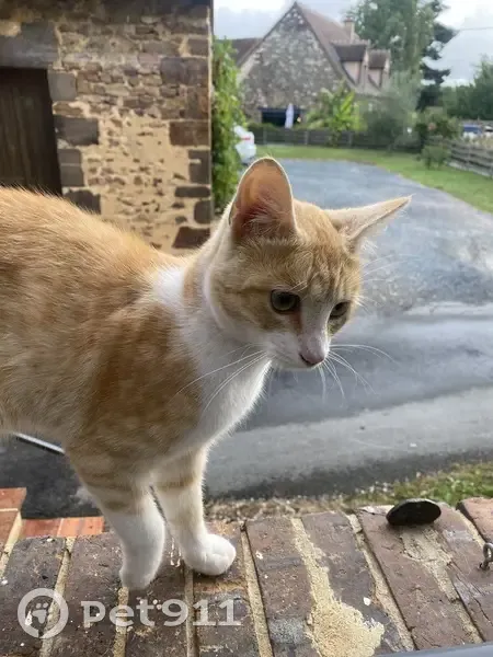 Chaton blanc et roux trouvé à Saintigny - photo