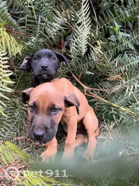 Chiens trouvés chemin des Tamarins - photo