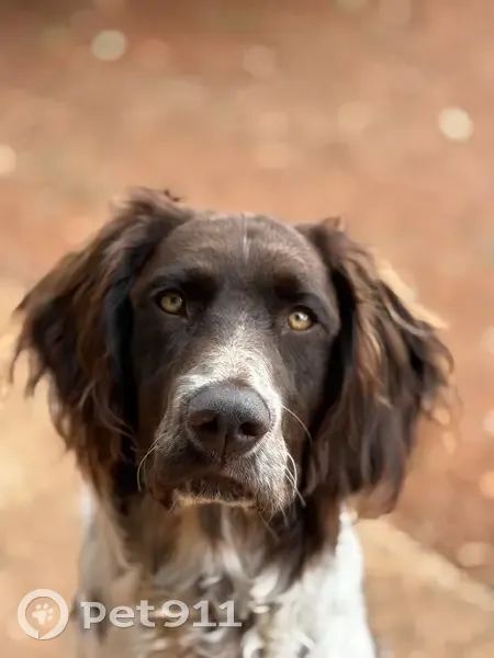 Chien d’Oysel perdu, 8 mois, La Morte - photo