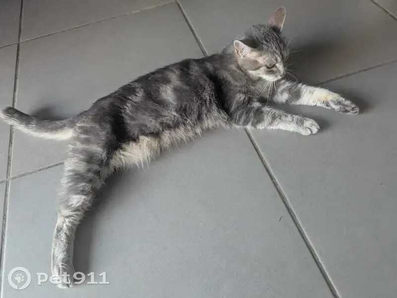 Chatte grise 3 pattes perdue à Montpellier - photo