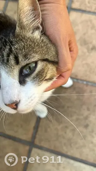 Encantador Gato Atigrado Busca Hogar en Cantabria - photo