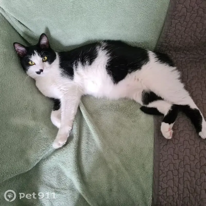 Chat perdue, tache noire nez, Limerzel - photo