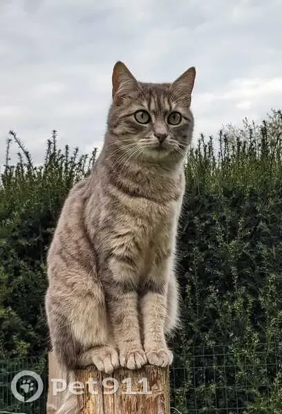 Chat perdue, pucée, La Chapelle-Saint-Aubin - photo