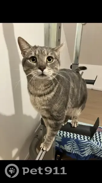 Chat perdu à Santes, nuit du 2 au 3 sept. - photo