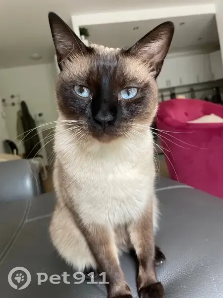 Chat crème perdu à Boulogne-Billancourt - photo