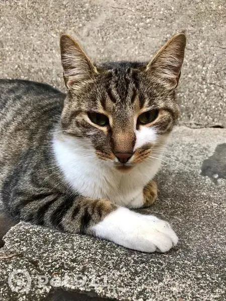 Chat perdu : Sacha, mâle 10 ans, rue Buffon - photo