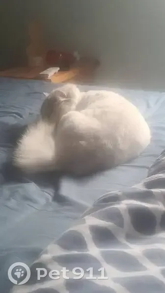 Chatte persane perdue à La Bassée - photo
