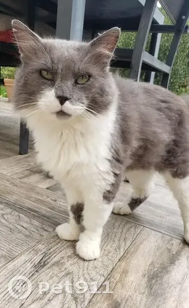Chat gris et blanc trouvé à Niort - photo