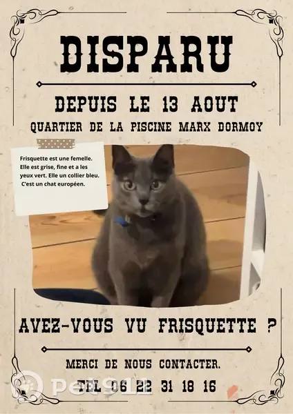 Chatte grise perdue, yeux verts, Lille - photo