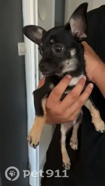 Deux chihuahuas trouvés à Lyon - photo