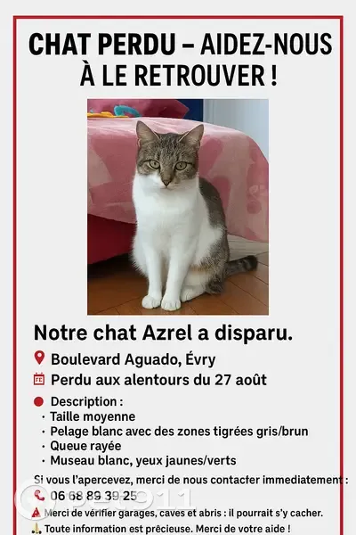 Chat tigré perdu, Évry-Courcouronnes - photo