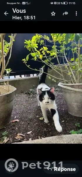 Chat perdu : blanc et noir à Neuilly - photo