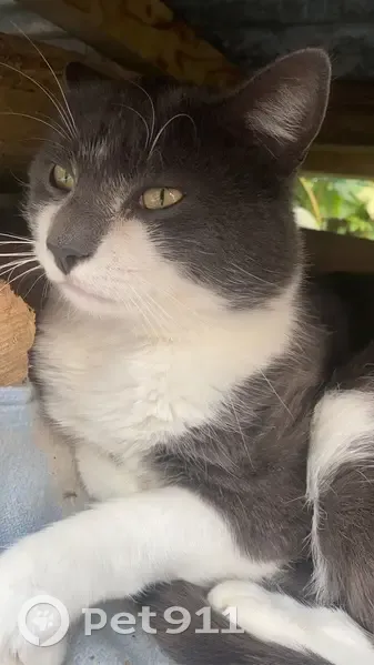 Chat perdu à Bellevaux : Nono, gris et blanc - photo