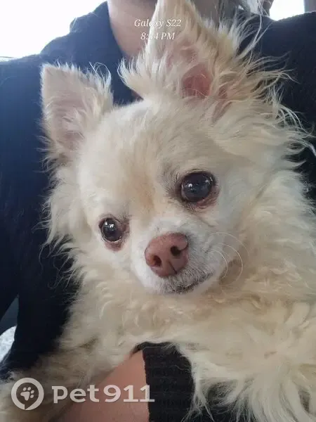 Chien perdu : Eliot, chihuahua beige à Somain - photo