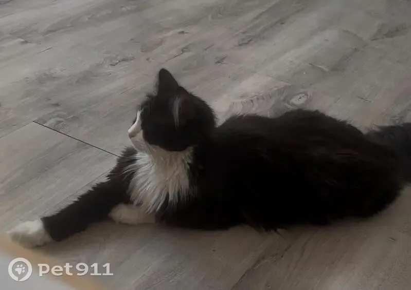 Chatte perdue à Breuillet : Chipie, noire/blanche - photo