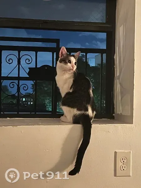 Sweet, Calm Cat Needs Urgent Foster Home - photo