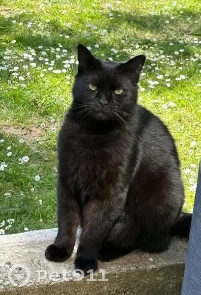 Chat perdu : Réglisse, noir, craintif, Oxelaëre - photo
