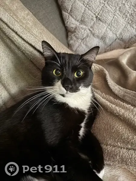 Chat noir et blanc perdu à Melun - photo