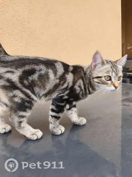 Chaton trouvé à Daux, 3 mois, depuis hier - photo