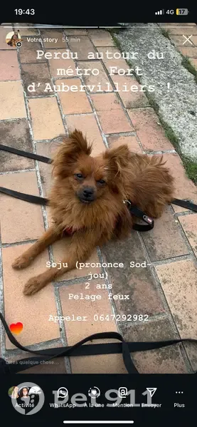 Petit chien perdu à Aubervilliers - photo