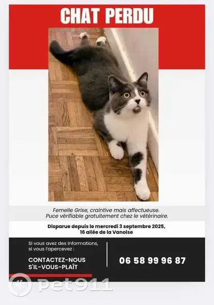 Chatte perdue, Gris et Blanc, Vitry-sur-Seine - photo