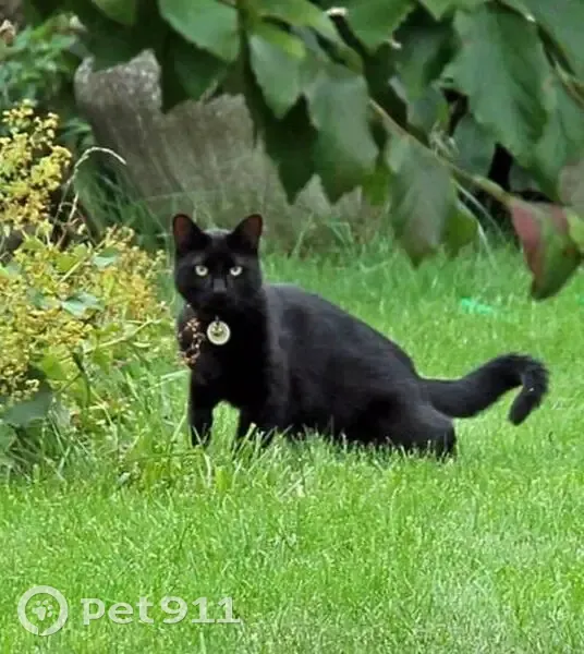 Chat noir Pompon perdu à Bailleul - photo
